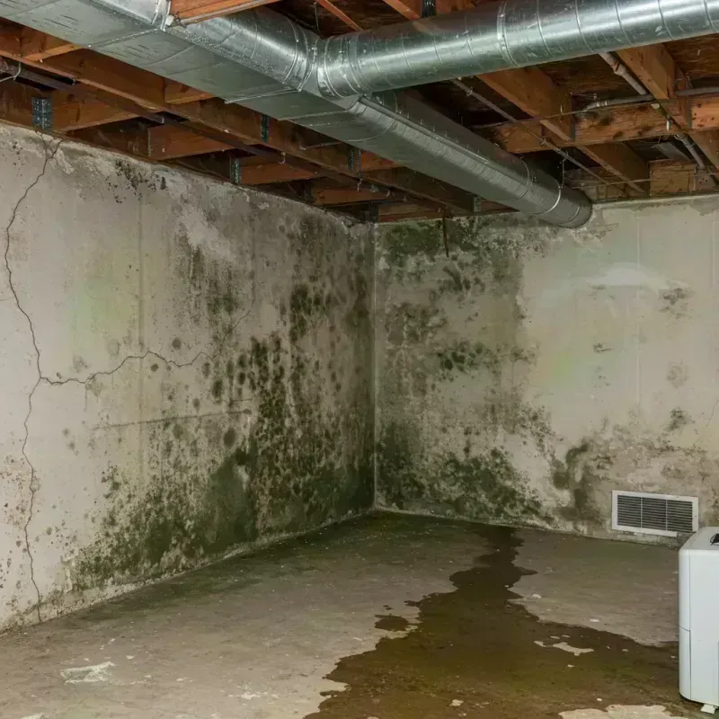 Professional Mold Removal in Pineridge, SC